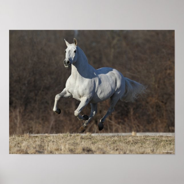 Bob Langrish | Grått Andalusien Running Poster (Framsidan)