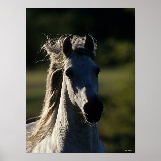 Bob Langrish | Grått Andalusiens hörlursbakgrundsb Poster (Framsidan)