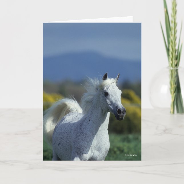 Bob Langrish | Grått Arab Headshot Kort (Framsida)