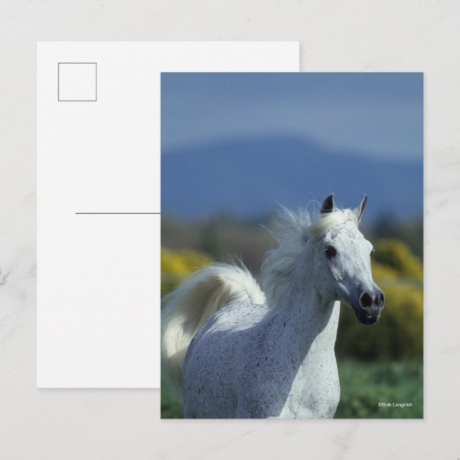 Bob Langrish | Grått Arab Headshot Vykort (Fram/baksida)