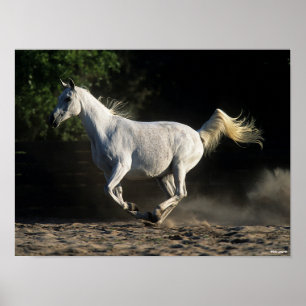 Bob Langrish Grått Arab Mare Running Poster