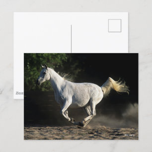 Bob Langrish Grått Arab Mare Running Vykort