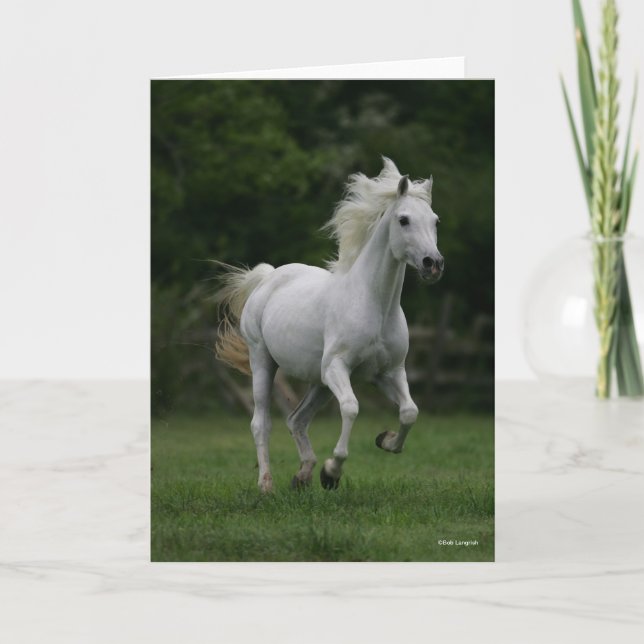 Bob Langrish | Grått Arab Running Mane Flowing Kort (Framsida)