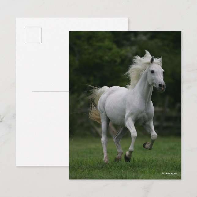Bob Langrish | Grått Arab Running Vykort (Fram/baksida)