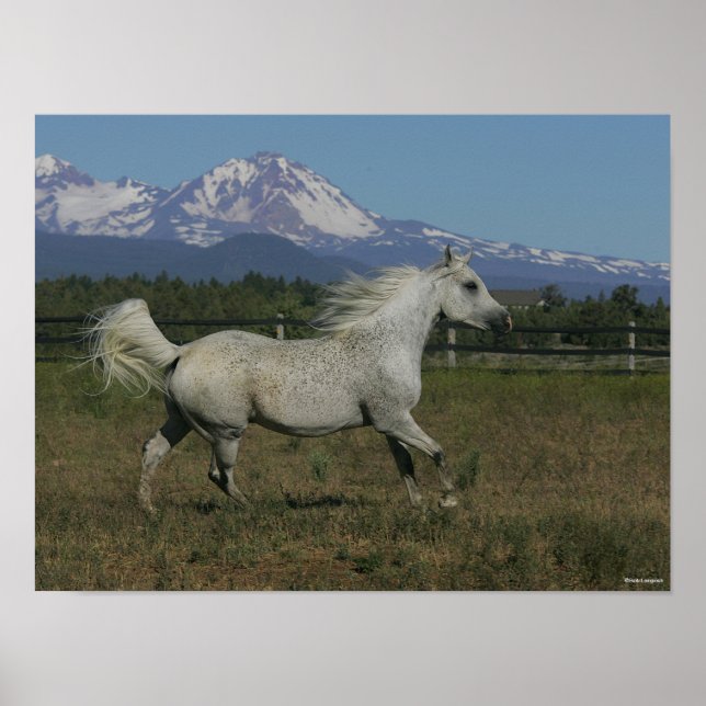 Bob Langrish Grått Arab Runtain Background Poster (Framsidan)