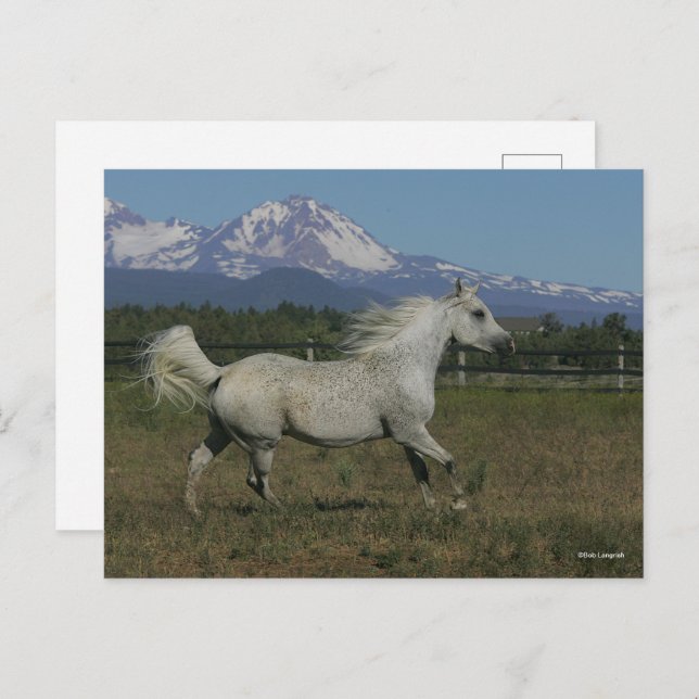 Bob Langrish Grått Arab Runtain Background Vykort (Fram/baksida)