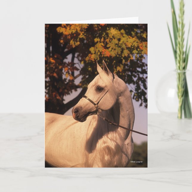 Bob Langrish | Grått Arab Stallion Headshot 4 Kort (Framsida)