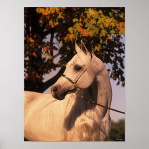 Bob Langrish   Grått Arab Stallion Headshot 4 Poster