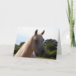 Bob Langrish Grått Arab Stallion Headshot Backli Kort