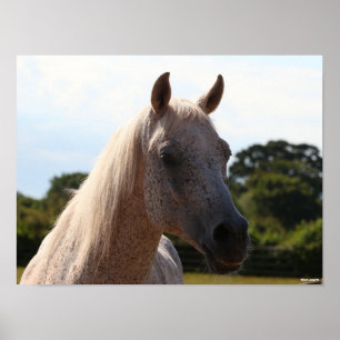 Bob Langrish   Grått Arab Stallion Headshot Backli Poster