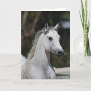 Bob Langrish Grått Arab Stallion Headshot Kort