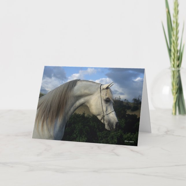 Bob Langrish | Grått Arab Stallion Headshot Kort (Framsida)