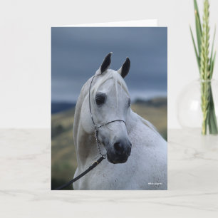 Bob Langrish Grått Arab Stallion Headshot Kort