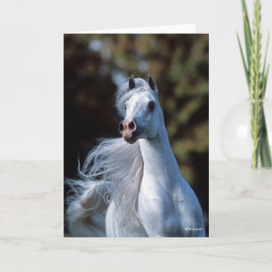 Bob Langrish Grått Arab Stallion Headshot Kort