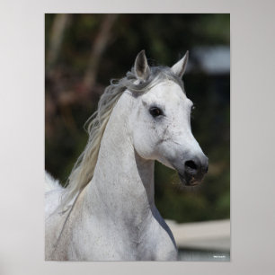 Bob Langrish   Grått Arab Stallion Headshot Poster