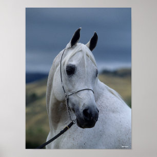 Bob Langrish Grått Arab Stallion Headshot Poster