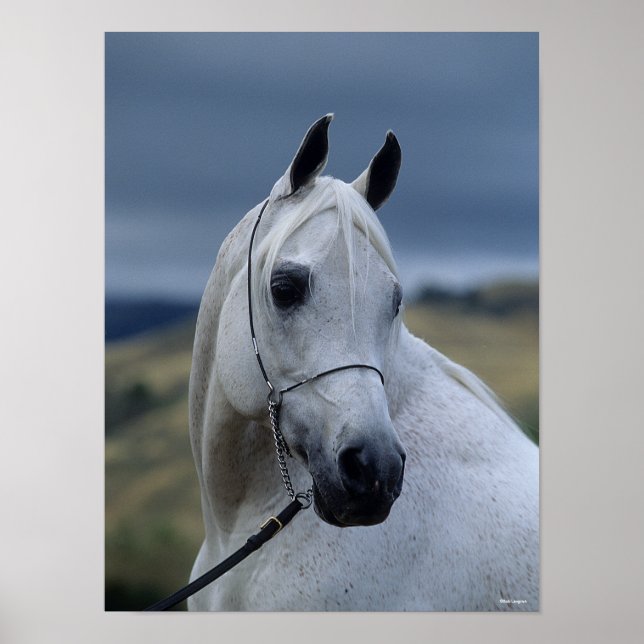 Bob Langrish | Grått Arab Stallion Headshot Poster (Framsidan)