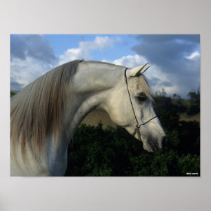Bob Langrish   Grått Arab Stallion Headshot Poster
