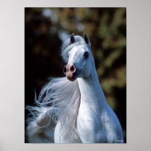 Bob Langrish Grått Arab Stallion Headshot Poster