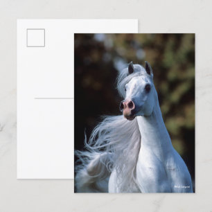 Bob Langrish Grått Arab Stallion Headshot Vykort