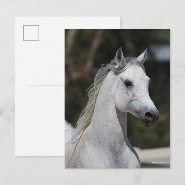 Bob Langrish | Grått Arab Stallion Headshot Vykort (Fram/baksida)