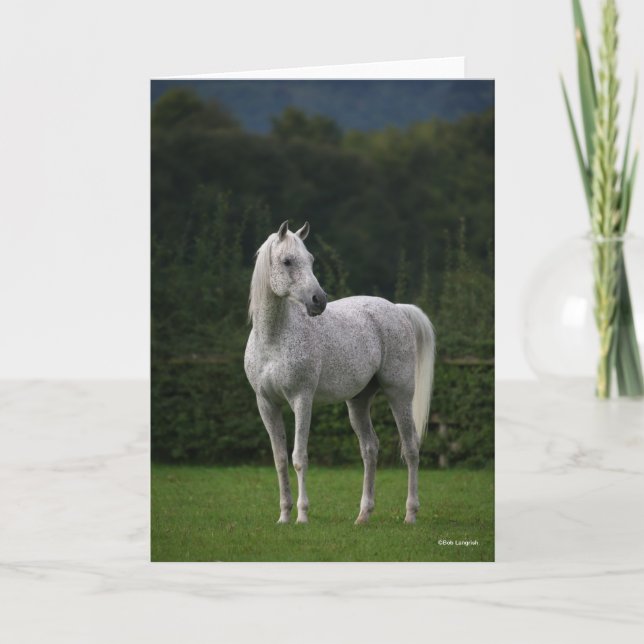 Bob Langrish | Grått Arab Stallion Kort (Framsida)