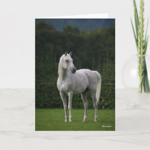 Bob Langrish Grått Arab Stallion Kort