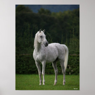 Bob Langrish Grått Arab Stallion Poster