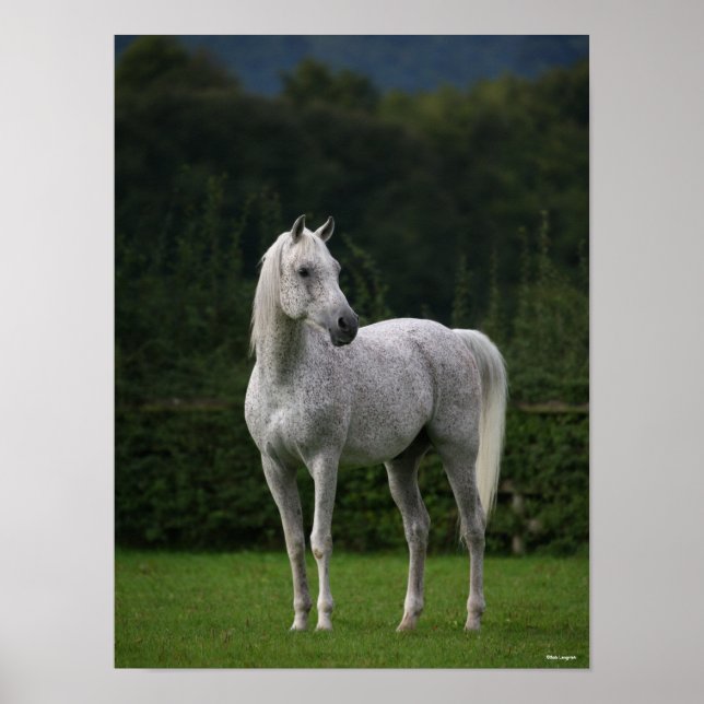 Bob Langrish | Grått Arab Stallion Poster (Framsidan)