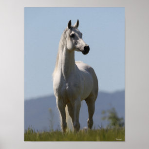 Bob Langrish Grått Arab Stallion Poster