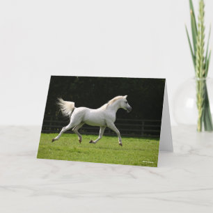 Bob Langrish   Grått Arab Stallion Running Kort