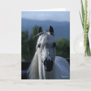 Bob Langrish Grått Arab Stallion Stallon Headshot Kort