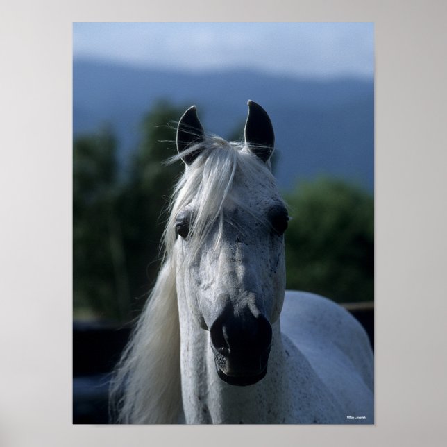 Bob Langrish Grått Arab Stallion Stallon Headshot Poster (Framsidan)