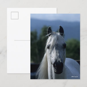 Bob Langrish Grått Arab Stallion Stallon Headshot Vykort