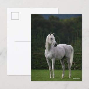 Bob Langrish   Grått Arab Stallion Vykort