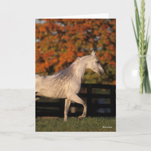 Bob Langrish   Grått Arab Stallion Walking Autumn Kort