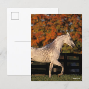 Bob Langrish   Grått Arab Stallion Walking Autumn Vykort