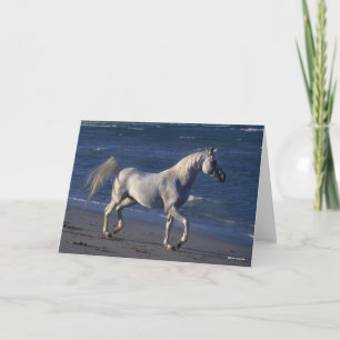 Bob Langrish   Grått Arab Stallion Walking on Beac Kort
