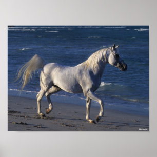 Bob Langrish   Grått Arab Stallion Walking on Beac Poster