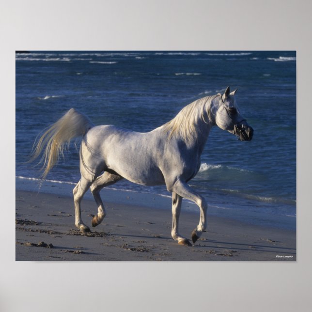 Bob Langrish | Grått Arab Stallion Walking on Beac Poster (Framsidan)