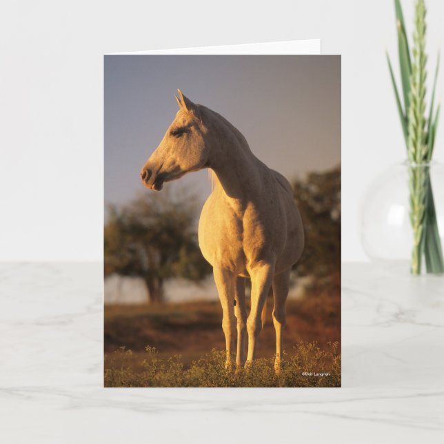 Bob Langrish | Grått Arab ständiga Kort (Framsida)