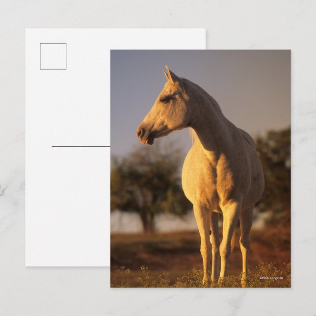 Bob Langrish | Grått Arab ständiga Vykort (Fram/baksida)