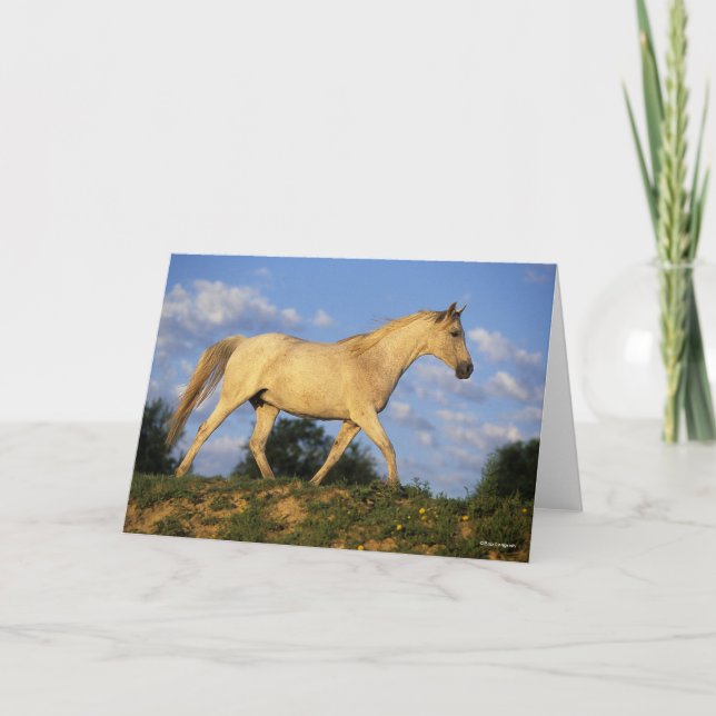 Bob Langrish | Grått Arab Walking Kort (Framsida)