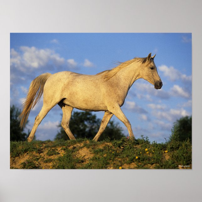 Bob Langrish | Grått Arab Walking Poster (Framsidan)