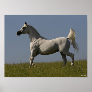 Bob Langrish Grått Arabhingst i Fält Poster