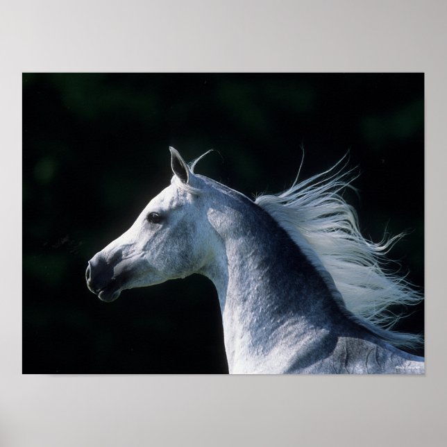 Bob Langrish | Grått Arabhuvudskott 3 Poster (Framsidan)