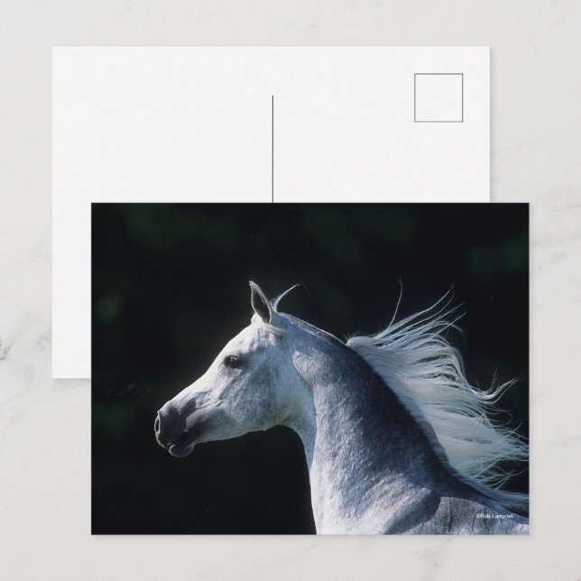 Bob Langrish | Grått Arabhuvudskott 3 Vykort (Fram/baksida)