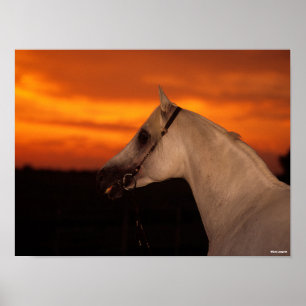 Bob Langrish Grått Arabhuvudskott i Sunset Poster