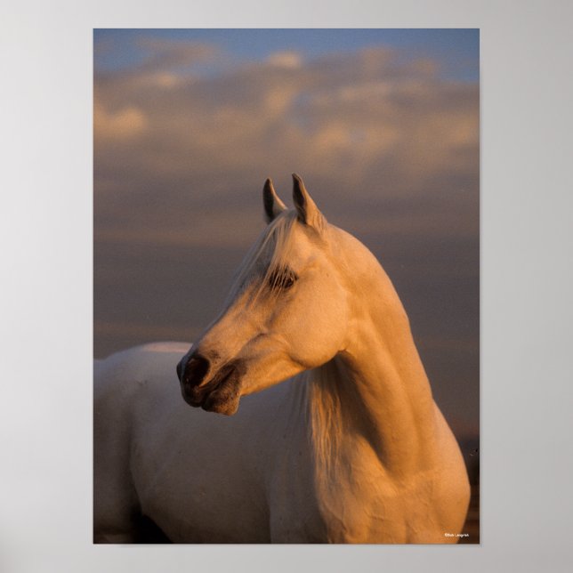 Bob Langrish | Grått Arabhuvudskott kvällsljus Poster (Framsidan)