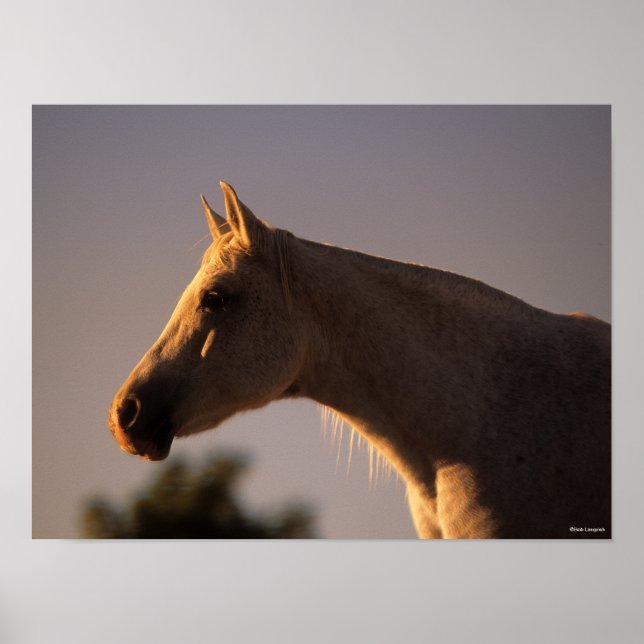 Bob Langrish | Grått Arabisk bakgrundsbelyst hörse Poster (Framsidan)